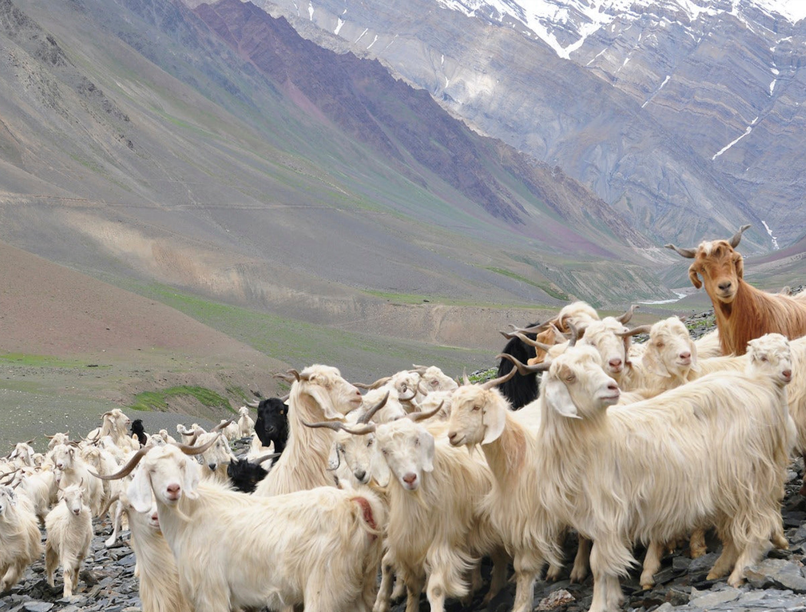 goats on a mountain